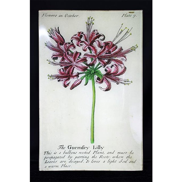 Traditional John Derian Signed Bella Donna and Guernfey Lillies Glass Plates- a Pair For Sale - Image 3 of 8