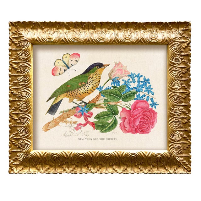 Various Artists Vintage Reproduction Giclee Print Set of "Birds and Butterflies"-Framed (Set of All 4) For Sale - Image 4 of 7