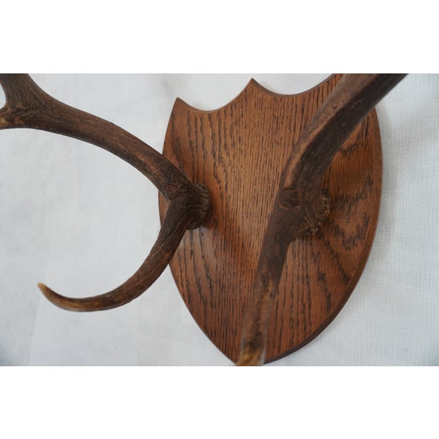 j.h. Armer Mounted English Antlers For Sale - Image 11 of 11