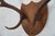 j.h. Armer Mounted English Antlers For Sale - Image 11 of 11
