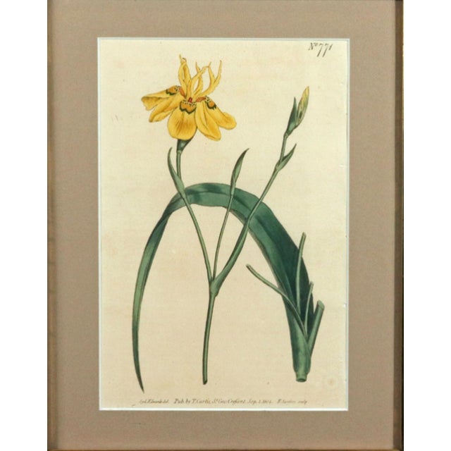 Paper Pair of Antique Botanical Iris Engravings, Curtis's Botanical Magazine, Framed, 1803–1804 For Sale - Image 7 of 10