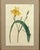 Paper Pair of Antique Botanical Iris Engravings, Curtis's Botanical Magazine, Framed, 1803–1804 For Sale - Image 7 of 10