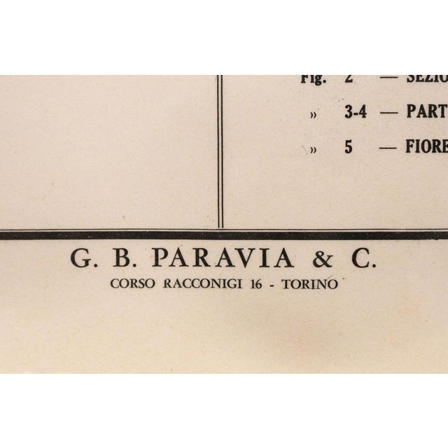Educational Poster Depicting Pollination from G.B. Paravia Torino, 1957 For Sale - Image 3 of 6