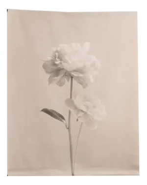 Peony no.2 Cotton Canvas Scroll, Floral Photography, Limited Edition 2 of 5 2023
