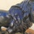 19th Century Alfred Barye, Alf Barye, Walking Lion, 1800s, Bronze For Sale - Image 5 of 17