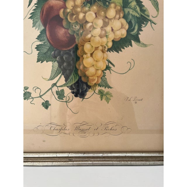 J. L. Prevost vintage reproduction lithographs. Botanical No. 11 & 12 with original wood frames ca. 1955. From “Collection...