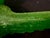 1980s Rare Retired HTF Daum France Large Crystal Green Alligator Figurine Pate-De-Verre 20" For Sale - Image 5 of 12