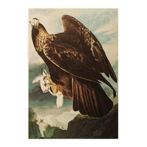 1966 Vintage American Classical Print "Golden Eagle" After John James Audubon