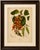 Berthe Hoola van Nooten, Flame of the Forest, 1880, Chromolithograph For Sale - Image 5 of 9