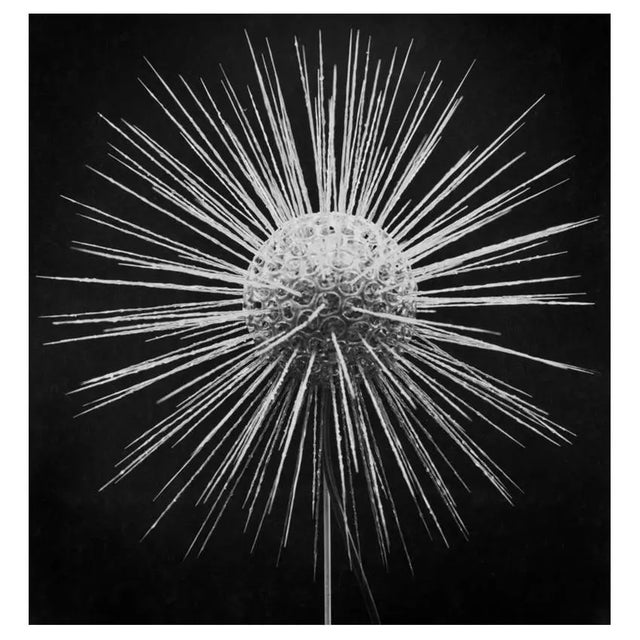 Clathrulina Elegans A model of a fresh water protozoan, Clathrulina elegans, a species of heliozoan eukaryotes, a group of...