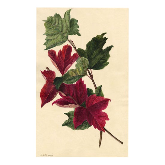 E.B.R., Red Maple Leaf Study, 1830, Watercolour For Sale