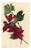 E.B.R., Red Maple Leaf Study, 1830, Watercolour For Sale