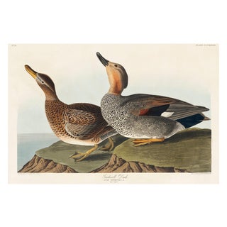 Gadwall Duck, Vintage Art Print Reproduction From Birds of America by John James Audubon, 30" X 20" For Sale