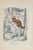 The Squirrel is an original colored lithograph with stencil on ivory-colored paper, realized by Paul Gervais (1816-1879)....