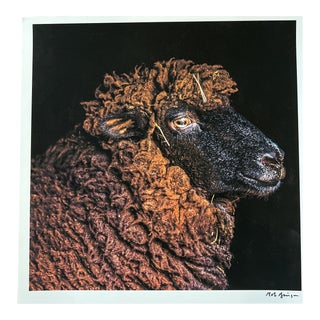 "Pearl" Contemporary Animal Portrait Print by Rob Brinson For Sale