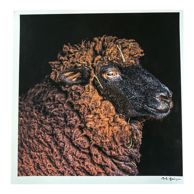 "Pearl" Contemporary Animal Portrait Print by Rob Brinson For Sale