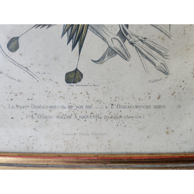 Buffon, Animal Composition, 1853, Pigment Prints, Framed, Set of 2 For Sale - Image 12 of 18