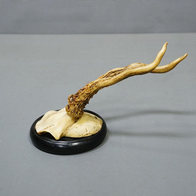 Wood Antique Collection of Six Roe Deer Trophies on Turned Plaques, Germany Ca. 1900s For Sale - Image 7 of 9