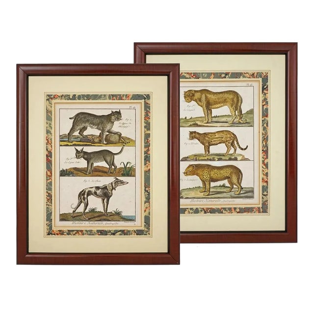 Early 19th Century Animal Engraving Leopard Dog Antique Framed - a Pair For Sale