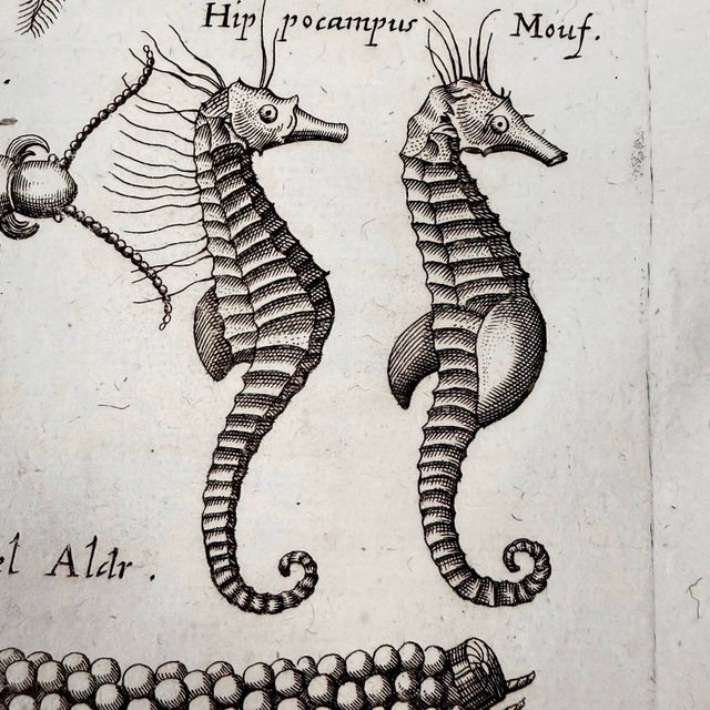 17th Century c.1698 Antique Marine Natural History Engraving | Starfish & Seahorses | Archivally Matted 11x14 For Sale - Image 5 of 9