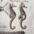17th Century c.1698 Antique Marine Natural History Engraving | Starfish & Seahorses | Archivally Matted 11x14 For Sale - Image 5 of 9