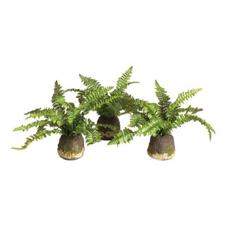 Boston Fern Drop-Ins, Set Of 3 For Sale
