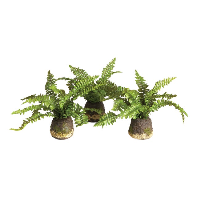 Boston Fern Drop-Ins, Set Of 3 For Sale