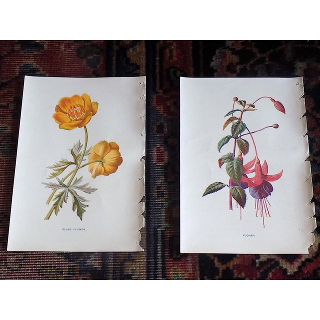 Realism Antique 19th Century Edward Hulme Botanical "Garden Flowers" Lithographs - Set of 12 - Super Price! For Sale - Image 3 of 9