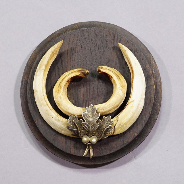 Cabin Vintage Wild Boar Teeth Trophy on Wooden Plaque, Germany 1950s For Sale - Image 3 of 5