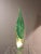 Very Large Murano Vase from Mazzega, 1960s For Sale - Image 6 of 8