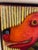 1990s Original Painting by Melinda K. Hall Entitled “Dog Side View “ Santa Fe Nm For Sale - Image 4 of 7