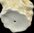 Rare German Porcelain Ram Head Matchstrike, Attributed to Schafer & Vater For Sale - Image 9 of 9