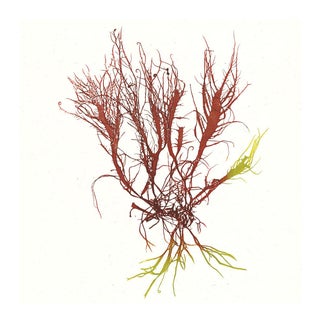 Bradbury Seaweeds 14, Unframed Artwork For Sale