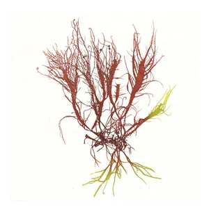 Bradbury Seaweeds 14, Unframed Artwork