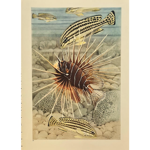 Nautical 1945 Set of 2 Sea/Ocean Life Vintage Prints For Sale - Image 3 of 3