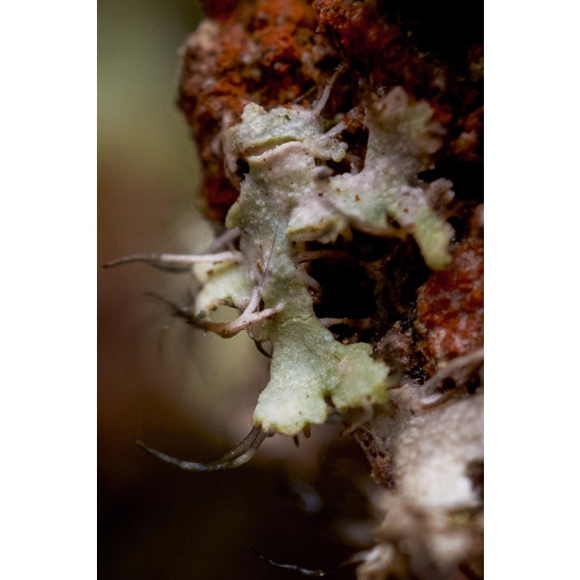 Contemporary Marko Milić, Red Panda, Abstract Photography For Sale - Image 3 of 5