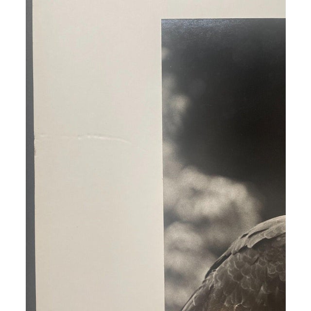 Realism Rare 1975 'harpy Eagle Mother & Baby Fledgling' in Nest Neil Rettig Photograph For Sale - Image 3 of 12