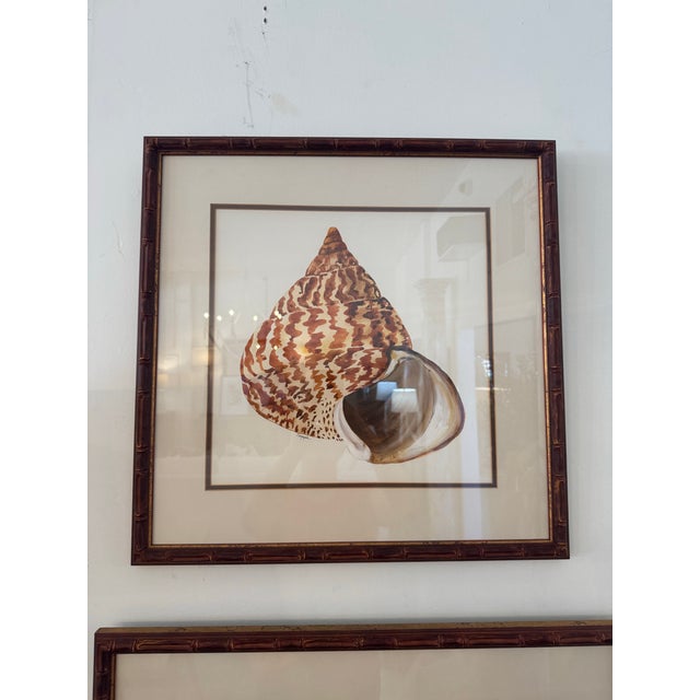 Nautical Pair of Framed Sea Shell Prints For Sale - Image 3 of 5