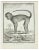 Claude Jardinier, Le Mangabey, Etching, 1771 For Sale