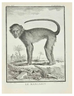 Claude Jardinier, Le Mangabey, Etching, 1771