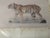 John-Richard Framed Nature Prints of a Tiger & Wildcat Pair Faux Tortoiseshell Wood 16x12.5 For Sale - Image 10 of 15