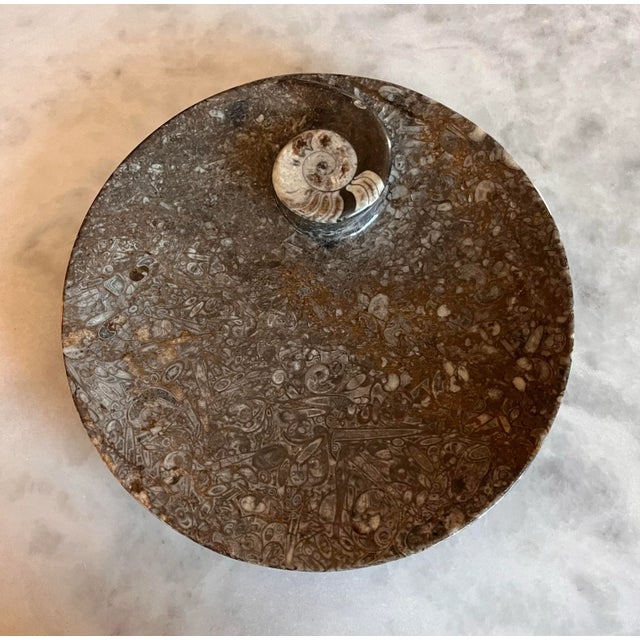 Black Orthoceras Fossil Round Plate With Ammonite Ring For Sale - Image 8 of 11