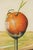Unknown, Untitled (Orange in a Broken Glass), 1985, Oil Paint For Sale - Image 3 of 7