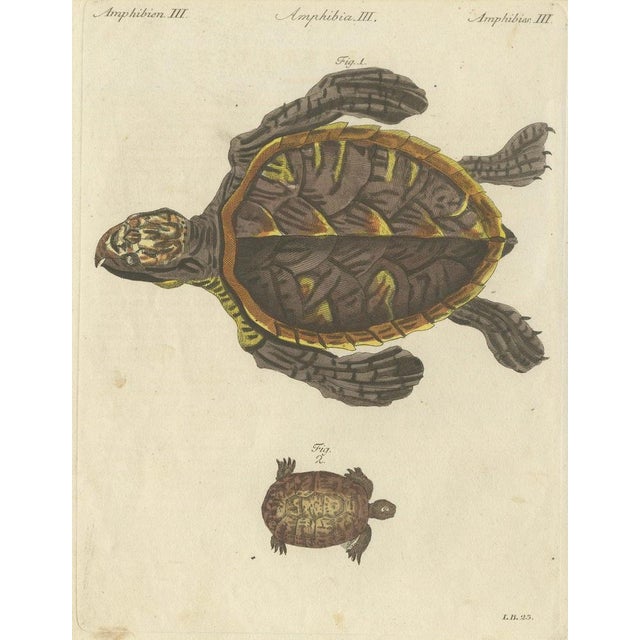 Bertuch, Sea Turtle and Freshwater Turtle, 1790, Engraving For Sale - Image 9 of 9
