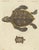 Bertuch, Sea Turtle and Freshwater Turtle, 1790, Engraving For Sale - Image 9 of 9