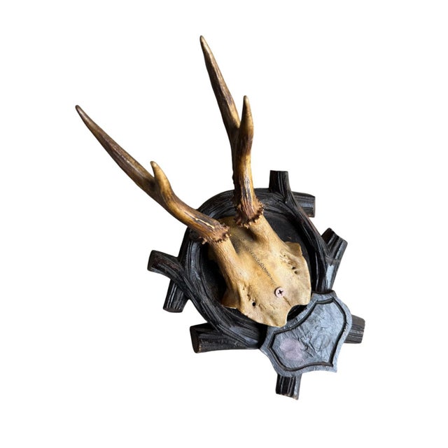Cabin Roe Deer Trophy 213 Black Forest Antlers Mount For Sale - Image 3 of 5