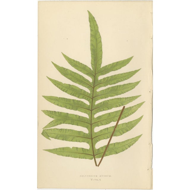 Paper E.J. Lowe, Botanical Fern, 1856, Lithograph, Set of 6 For Sale - Image 7 of 9
