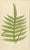 Paper E.J. Lowe, Botanical Fern, 1856, Lithograph, Set of 6 For Sale - Image 7 of 9