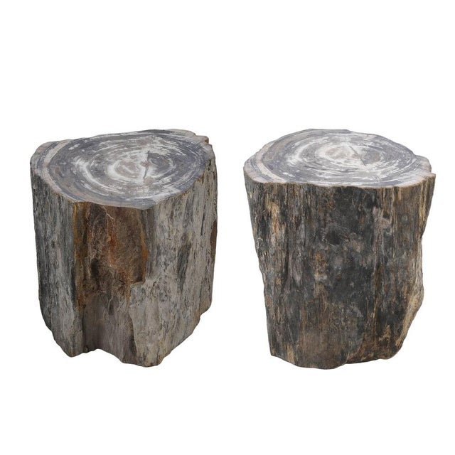 Petrified Wood Side Table by Xyleia Petrified Wood For Sale - Image 6 of 9