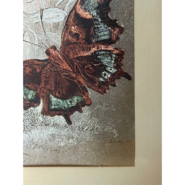 1960s Monarch Butterflies on Silver Chromolithograph Framed For Sale - Image 4 of 6